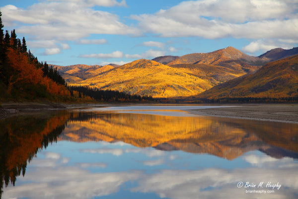 "Yukon Gold" - Metal Print