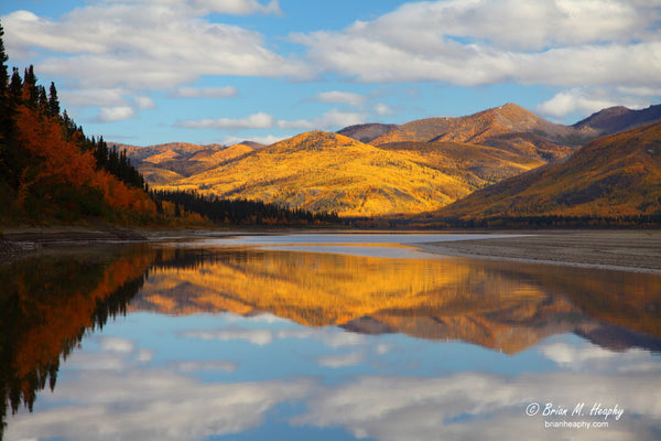 "Yukon Gold" - Matted and Framed Luster Print